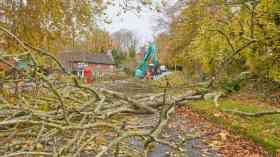 Clearing felled trees.