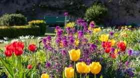 Flowers in bloom
