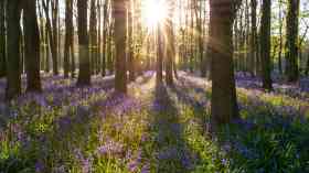 £5 million to create and restore woodlands