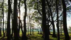 Charitable trust to run Newcastle’s parks