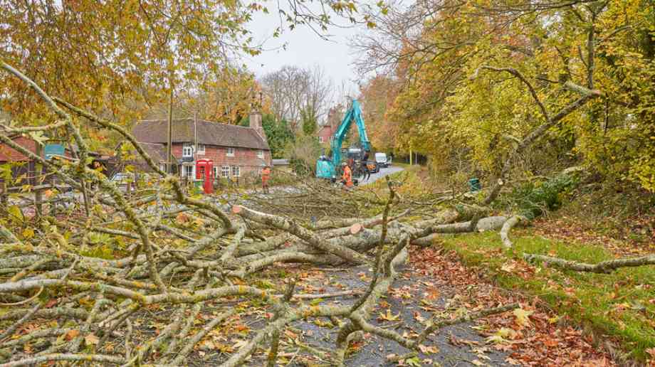 Clearing felled trees.
