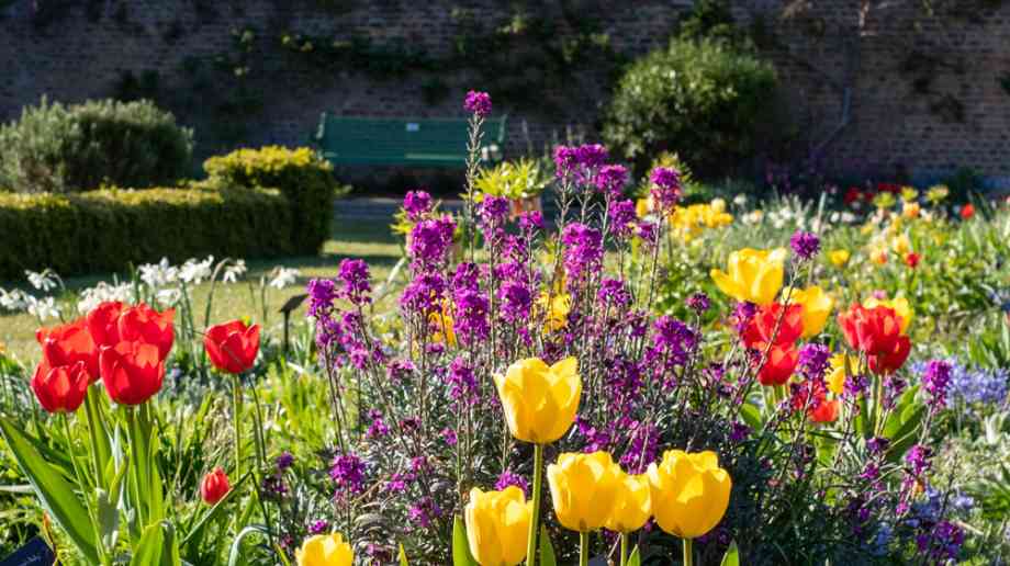 Flowers in bloom