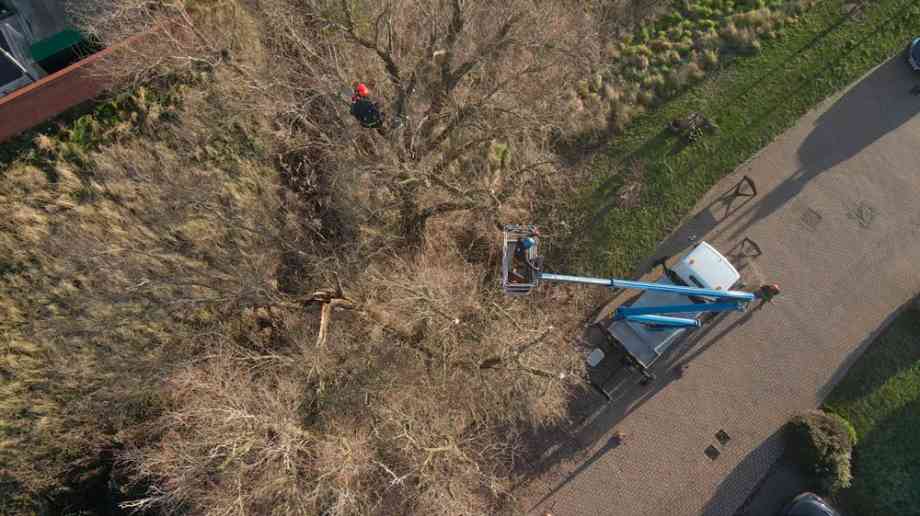 Tree surgeon from above. Tree surgeon from above.