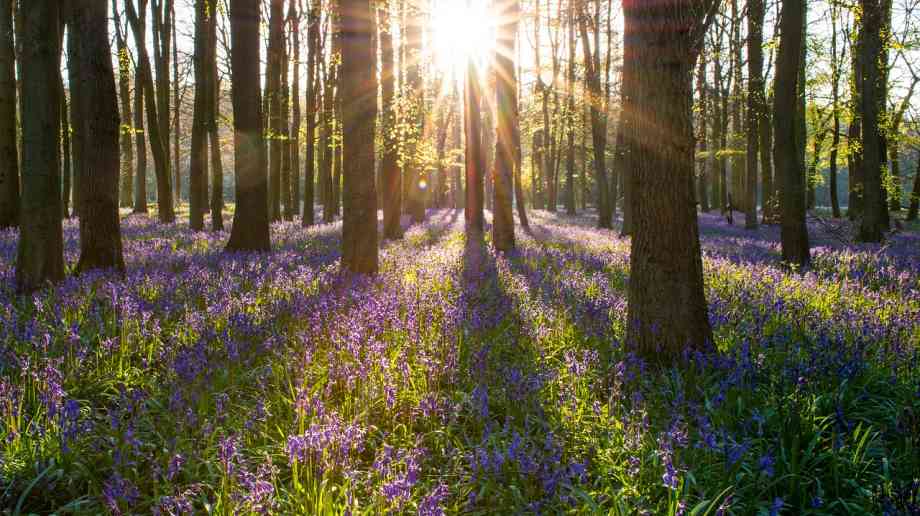 £5 million to create and restore woodlands