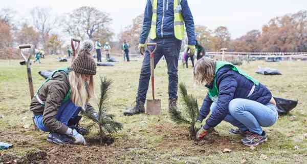 Trees – a vital link in urban stormwater management